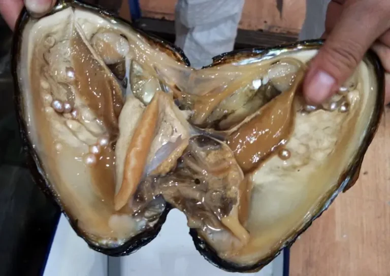 Where do freshwater pearls come from? Unveil the Mystery