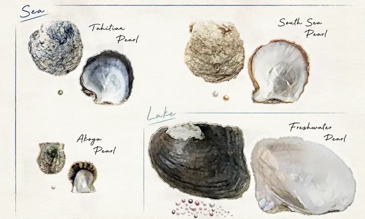 How Many Pearls Can an Oyster Produce?