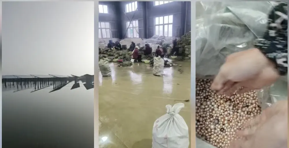 Freshwater pearls sourced directly from our pearl farm.