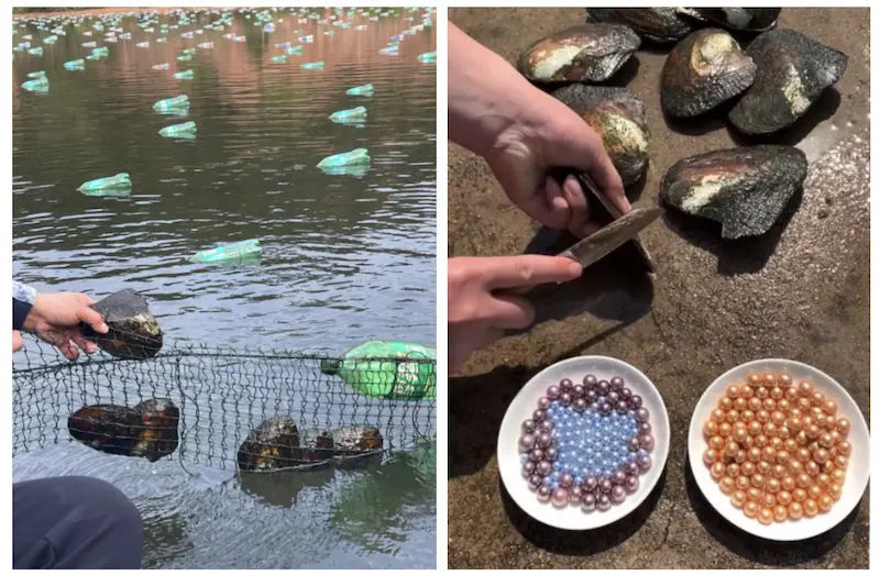 진주 잠수의 역사: 위험한 깊이에서 지속 가능한 진주 양식까지 3 신선하게 수확된 고품질 양식 담수진주 Xinye 진주 공장에서 생산.