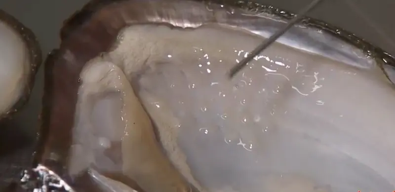 Come si producono le perle: 7 fatti affascinanti da scoprire Fatti affascinanti su come vengono prodotte le perle
