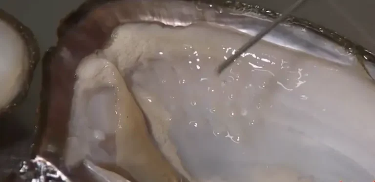 Cos'è la Perla d'Acqua Dolce Coltivata: Incredibili 7 Fatti Chiave che Ogni Appassionato di Perle Deve Conoscere