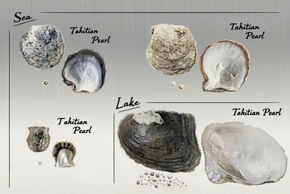 Quanto Tempo Ci Vuole per Formare una Perla: Gli 8 Segreti Straordinari 6 Quanto tempo ci vuole affinché si formi una perla: i 7 sorprendenti segreti