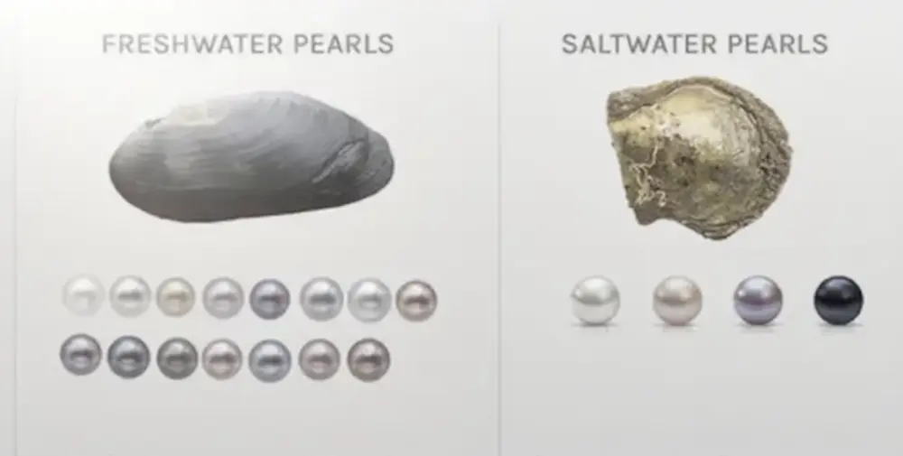 Perlas de agua dulce vs perlas de agua salada: 7 diferencias sorprendentes 5 Perlas de agua dulce vs perlas de agua salada: 7 diferencias sorprendentes que transformarán tu experiencia de compra de perlas