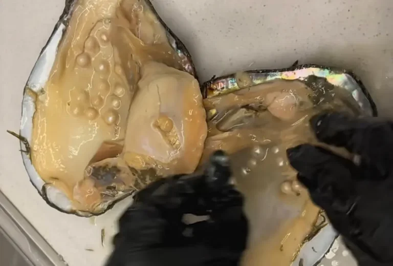 Allevamento di perle d'acqua dolce: Svelare i segreti per l'eccellenza