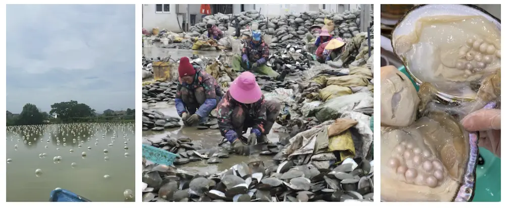 Pearl farm and harvest pearls