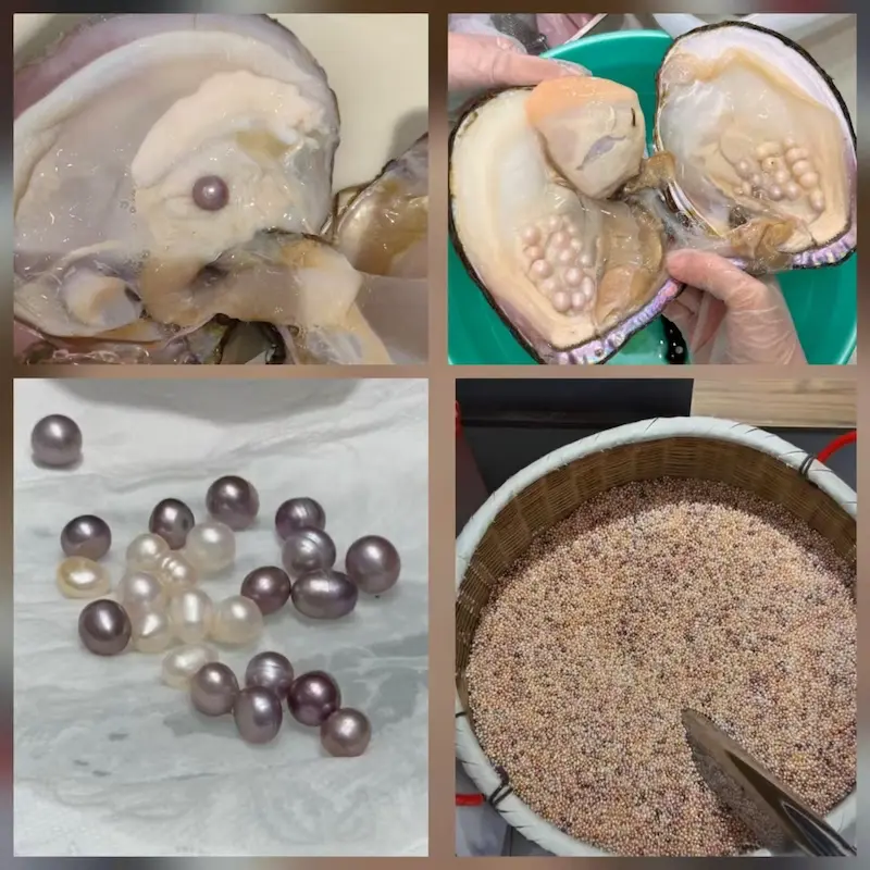 Freshwater pearls 101: the definitive B2B sourcing guide for jewelry brands 1 The biological efficiency of freshwater pearl culturing: multiple pearls inside a single mussel.
