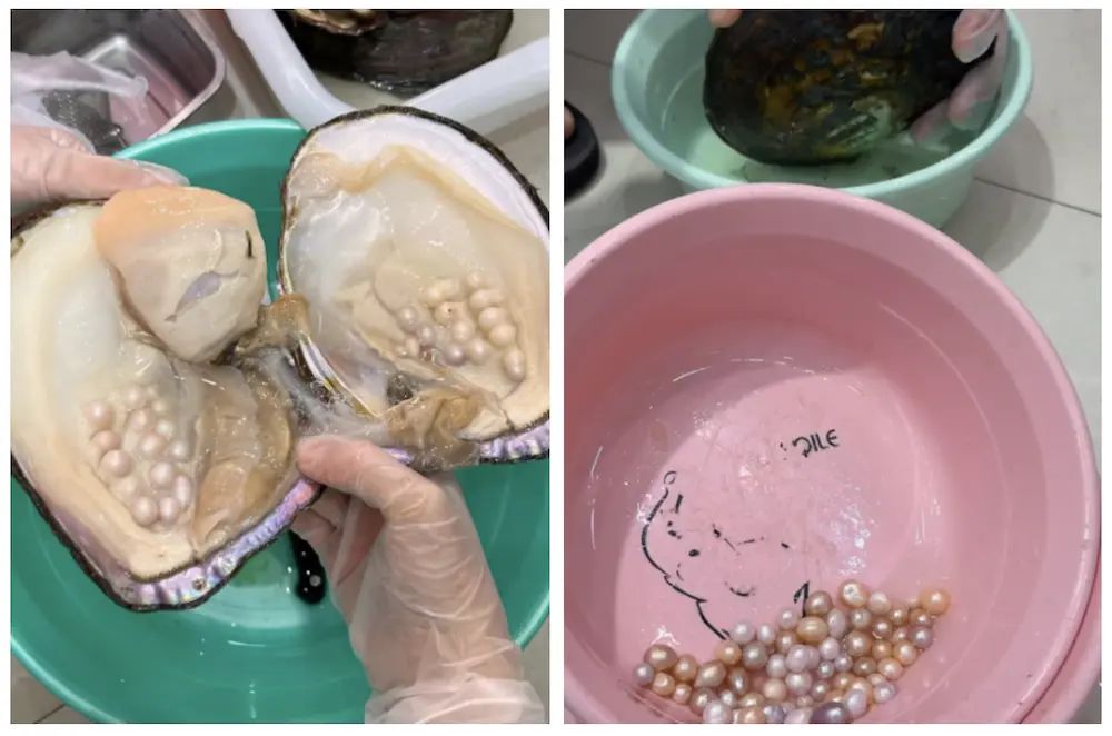 Perlas de agua dulce vs Perlas cultivadas: ¿Son lo mismo? 4 Perlas de agua dulce vs. Perlas cultivadas: ¿Son lo mismo?