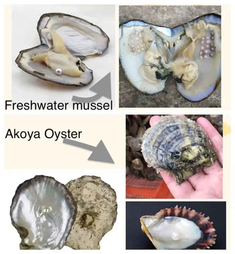 The Truth About Freshwater Pearls vs. Akoya Pearls: Can You Really Tell the Difference? 2 The Truth About Freshwater Pearls vs. Akoya Pearls: Can You Really Tell the Difference?