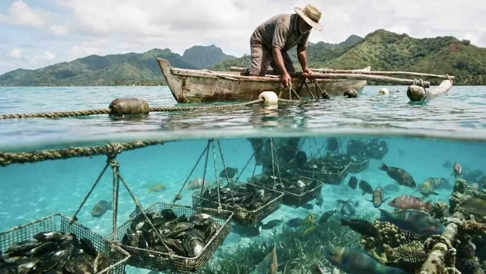 Acuicultura sostenible de perlas: por qué la obtención ecológica importa a tu cliente 2 Cultivo Sostenible de Perlas: Por Qué el Abastecimiento Ecológico es Importante para Su Cliente