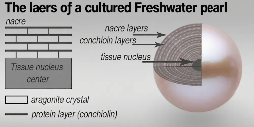 민물 진주는 어떻게 양식되는가